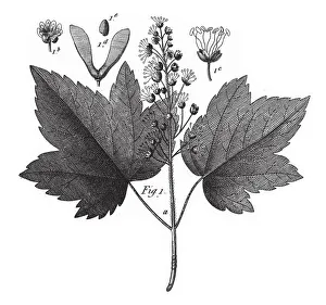 White Maple, Various Plants of Economic Importance Including Tea, Wine-grape White Maple, Various Plants of Economic Importance Including Tea, Wine-grape