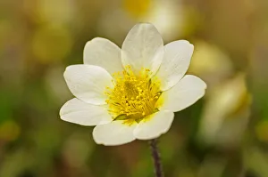 White Mountain Avens or White Dryas -Dryas octopetala-, national flower of Iceland White Mountain Avens or White Dryas -Dryas octopetala-, national flower of Iceland