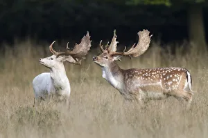 A white and a normally colored fallow deer -Dama dama-, Copenhagen, Denmark A white and a normally colored fallow deer -Dama dama-, Copenhagen, Denmark