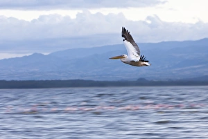 White Pelican -Pelecanus onocrotalus- in flight, Lake Nakuru National Park, Kenya White Pelican -Pelecanus onocrotalus- in flight, Lake Nakuru National Park, Kenya