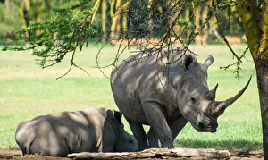 White Rhinoceros and Calf White Rhinoceros and Calf