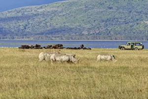 White Rhinoceroses or Square-lipped Rhinoceroses -Ceratotherium simum-, adult animals in front of buffalo White Rhinoceroses or Square-lipped Rhinoceroses -Ceratotherium simum-, adult animals in front of buffalo