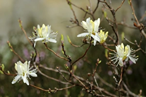 White Rhodora (Rhododendron canadense Alba) White Rhodora (Rhododendron canadense Alba)