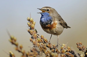 White-spotted Bluethroat -Luscinia svecica cyanecula- White-spotted Bluethroat -Luscinia svecica cyanecula-