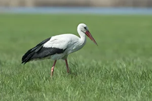 White Stork -Ciconia ciconia-, Burgenland, Austria White Stork -Ciconia ciconia-, Burgenland, Austria