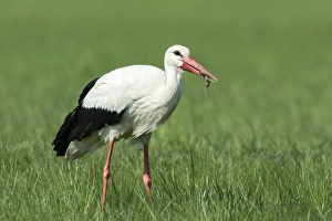 White Stork -Ciconia ciconia- feeding on prey, Burgenland, Austria White Stork -Ciconia ciconia- feeding on prey, Burgenland, Austria
