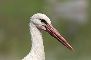 White Stork -Ciconia ciconia-, portrait, Lake Kerkini, Greece, Europe White Stork -Ciconia ciconia-, portrait, Lake Kerkini, Greece, Europe