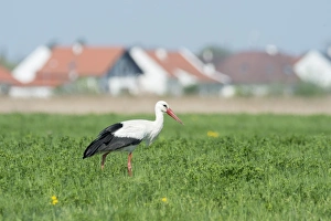 White Stork -Ciconia ciconia-, settlement at the back, Seewinkel, Burgenland, Austria White Stork -Ciconia ciconia-, settlement at the back, Seewinkel, Burgenland, Austria