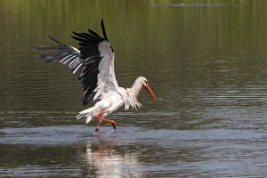 White Stork -Ciconia ciconia- standing in water, bathing, with wings spread, North Hesse White Stork -Ciconia ciconia- standing in water, bathing, with wings spread, North Hesse