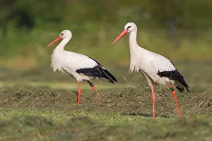 Two White Storks -Ciconia ciconia- foraging on meadow, North Hesse, Hesse, Germany Two White Storks -Ciconia ciconia- foraging on meadow, North Hesse, Hesse, Germany