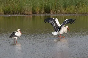 White Storks -Ciconia ciconia- standing in water, bathing, North Hesse, Hesse, Germany White Storks -Ciconia ciconia- standing in water, bathing, North Hesse, Hesse, Germany