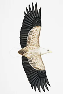 White-tailed Eagle (Haliaeetus albicilla), also known as Sea Eagle, Erne (sometimes Ern) White-tailed Eagle (Haliaeetus albicilla), also known as Sea Eagle, Erne (sometimes Ern)