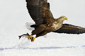 White-tailed Eagle (Haliaeetus albicilla) White-tailed Eagle (Haliaeetus albicilla)