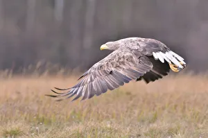 White-tailed Eagle -Haliaeetus albicilla- in flight in an autumn landscape, Kuyavian-Pomeranian Voivodeship, Poland White-tailed Eagle -Haliaeetus albicilla- in flight in an autumn landscape, Kuyavian-Pomeranian Voivodeship, Poland