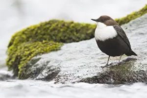 White-throated Dipper (Cinclus cinclus) sits on stone in a stream, Emsland, Lower Saxony White-throated Dipper (Cinclus cinclus) sits on stone in a stream, Emsland, Lower Saxony