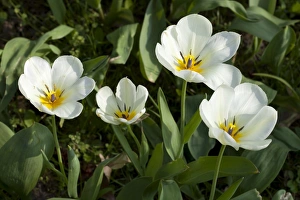 White Tulips -Tulipa-, North Rhine-Westphalia, Germany White Tulips -Tulipa-, North Rhine-Westphalia, Germany