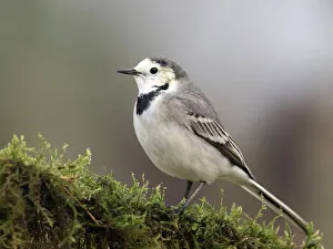 Photographers/jose bernat bacete/white wagtail motacilla alba Photographers/jose bernat bacete/white wagtail motacilla alba