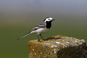 White Wagtail -Motacilla alba- perched on a stone pillar White Wagtail -Motacilla alba- perched on a stone pillar