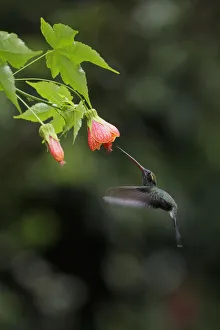 White-whiskered Hermit (Phaethornis yaruqui) White-whiskered Hermit (Phaethornis yaruqui)
