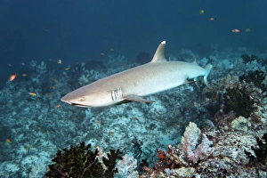 Whitetip reef shark -Triaenodon obesus- over coral reef, Embudu channel, Indian Ocean, Tilla, South Male Atoll Whitetip reef shark -Triaenodon obesus- over coral reef, Embudu channel, Indian Ocean, Tilla, South Male Atoll