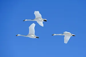 Three Whooper Swans -Cygnus cygnus- in flight, Kussharo Lake, Kawayu Onsen, Hokkaido Three Whooper Swans -Cygnus cygnus- in flight, Kussharo Lake, Kawayu Onsen, Hokkaido