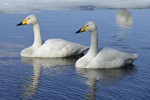 Two Whooper Swans -Cygnus cygnus-, swimming side by side, Kussharo Lake, Kawayu Onsen Two Whooper Swans -Cygnus cygnus-, swimming side by side, Kussharo Lake, Kawayu Onsen
