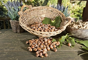 Wicker basket with hazelnuts -Corylus avellana- on a rustic wooden table Wicker basket with hazelnuts -Corylus avellana- on a rustic wooden table