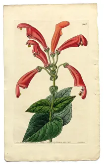 Wide-Mouthed Gesneria, Gesneria Faucialis, Victorian Botanical Illustration, 1835 Wide-Mouthed Gesneria, Gesneria Faucialis, Victorian Botanical Illustration, 1835