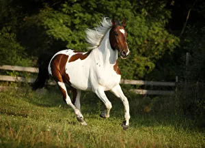 Wiekopolska, gelding, skewbald horse, galloping across a meadow Wiekopolska, gelding, skewbald horse, galloping across a meadow