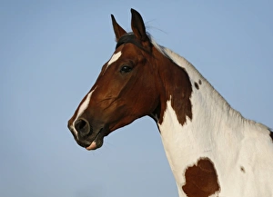Wiekopolska, gelding, skewbald horse, portrait Wiekopolska, gelding, skewbald horse, portrait