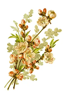 Wild apple branch 19 century illustration Wild apple branch 19 century illustration