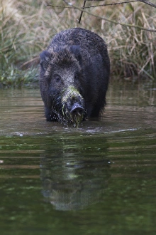 Wild Boar -Sus scrofa- standing in a pond in search of food, Naturpark Arnsberger Wald Wild Boar -Sus scrofa- standing in a pond in search of food, Naturpark Arnsberger Wald