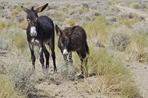 Wild Burros (Equus africanus asinus) in desert, Butte Valley Road, Death Valley National Park, California, USA Wild Burros (Equus africanus asinus) in desert, Butte Valley Road, Death Valley National Park, California, USA