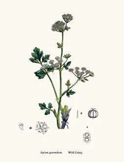 Wild celery plant used as diuretic and lazative Wild celery plant used as diuretic and lazative