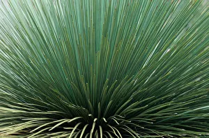 Wild grass, Kangaroo Island, South Australia, Australia, full frame Wild grass, Kangaroo Island, South Australia, Australia, full frame