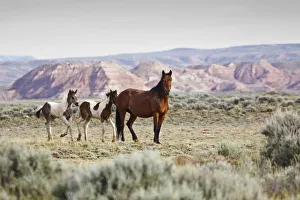 Wild horses Equus caballus Mare with colts on sagebrush Artemisia tridentata priaire of Wild horses Equus caballus Mare with colts on sagebrush Artemisia tridentata priaire of