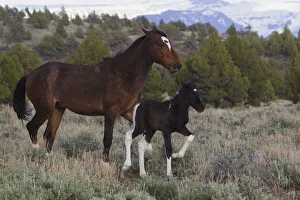 Wild Horses (Equus ferus caballus), mare with young colt Wild Horses (Equus ferus caballus), mare with young colt