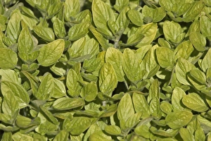 Wild marjoram or Oregano -Origanum vulgare- Wild marjoram or Oregano -Origanum vulgare-