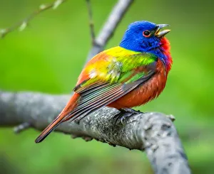Wild painted Bunting in Texas Wild painted Bunting in Texas