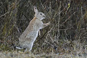 Wild Rabbit or Common Rabbit -Oryctolagus cuniculus-, feeding on flowering pussy willow Wild Rabbit or Common Rabbit -Oryctolagus cuniculus-, feeding on flowering pussy willow