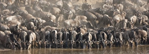 Wildebeest (Connochaetes taurinus) drinking