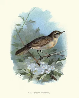 Wildlife, Birds, common grasshopper warbler (Locustella naevia) Wildlife, Birds, common grasshopper warbler (Locustella naevia)