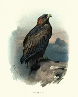 Wildlife, Birds, golden eagle (Aquila chrysaetos) Wildlife, Birds, golden eagle (Aquila chrysaetos)