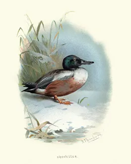 Wildlife, Birds, Northern shoveler, Spatula clypeata Wildlife, Birds, Northern shoveler, Spatula clypeata