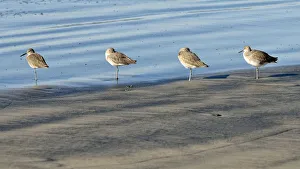 Willets -Tringa semipalmata- in the intertidal zone, Oceanside, San Diego, California Willets -Tringa semipalmata- in the intertidal zone, Oceanside, San Diego, California