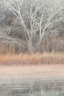 Willow and cottonwoods in mornings light, Bosque del Apache National Wildlife Refuge Willow and cottonwoods in mornings light, Bosque del Apache National Wildlife Refuge