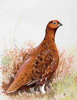 Willow grouse (Lagopus lagopus) in heathland, side view Willow grouse (Lagopus lagopus) in heathland, side view