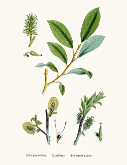 Willow medicinal tree remedy for aches and fever Willow medicinal tree remedy for aches and fever