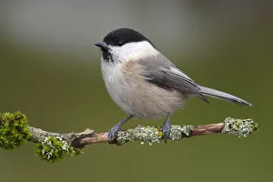 Willow Tit -Parus montanus- perched on a branch, Neunkirchen, Siegerland Willow Tit -Parus montanus- perched on a branch, Neunkirchen, Siegerland