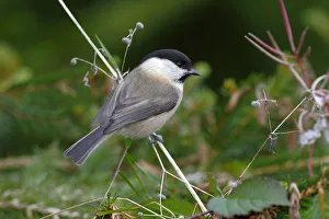 Willow Tit -Parus montanus- sitting on a blade of grass in a garden Willow Tit -Parus montanus- sitting on a blade of grass in a garden